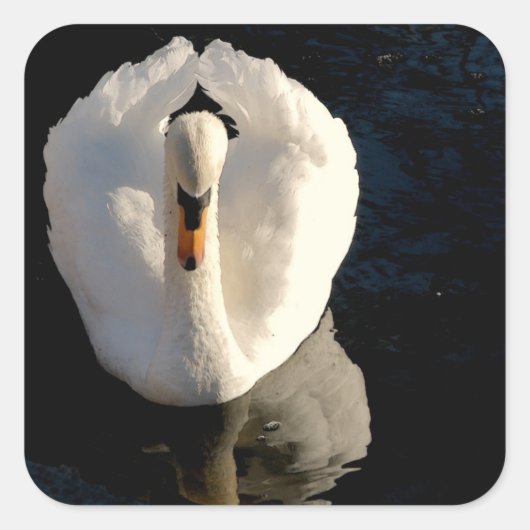 Swan Vierkante Sticker (Voorkant)