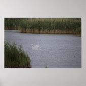 Swan Waterscape Poster (Voorkant)