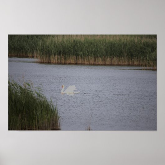 Swan Waterscape Poster (Voorkant)