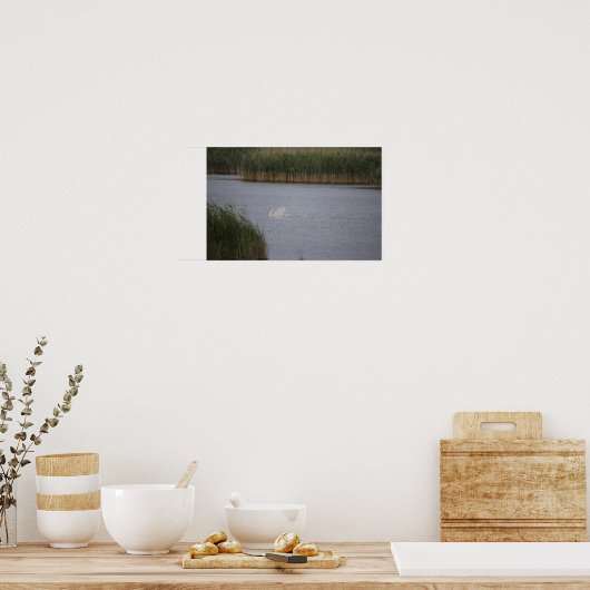 Swan Waterscape Poster (Keuken)