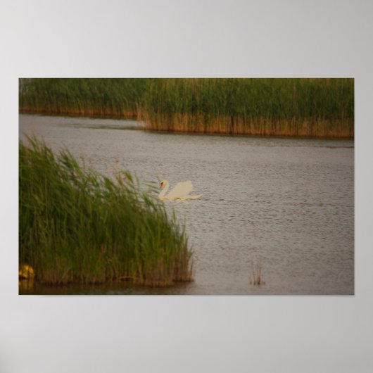 Swan Waterscape Poster (Voorkant)