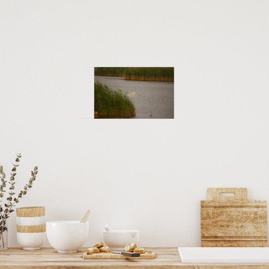 Swan Waterscape Poster (Keuken)