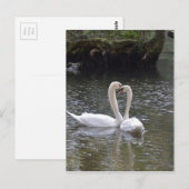 Swan Wedding Love Peace Hope Water Lake Park Briefkaart (Voorkant / Achterkant)