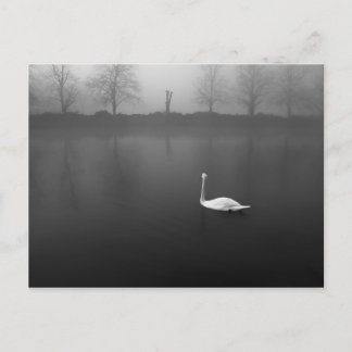 Swan, woesdagochtend briefkaart