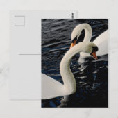 Swans Briefkaart (Voorkant / Achterkant)