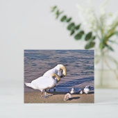 SWANS BRIEFKAART (Staand voorkant)