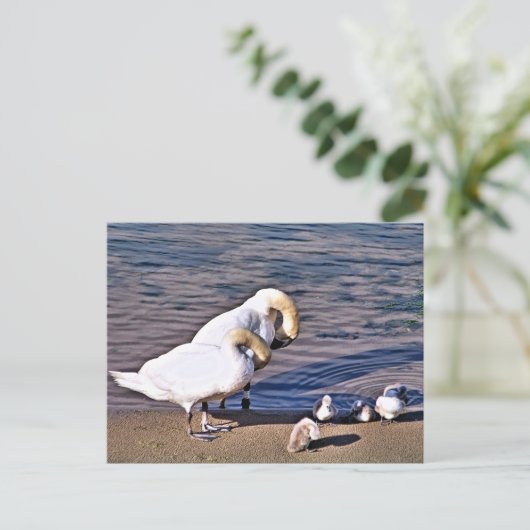 SWANS BRIEFKAART (Staand voorkant)