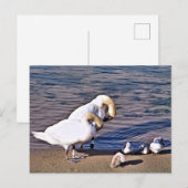 SWANS BRIEFKAART (Voorkant / Achterkant)