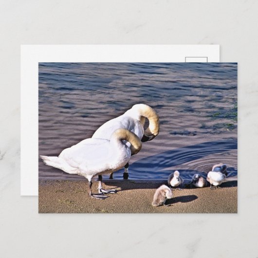 SWANS BRIEFKAART (Voorkant / Achterkant)