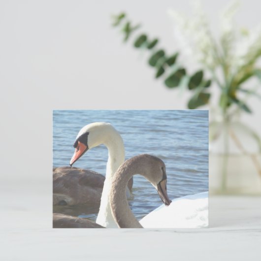 Swans Briefkaart (Staand voorkant)