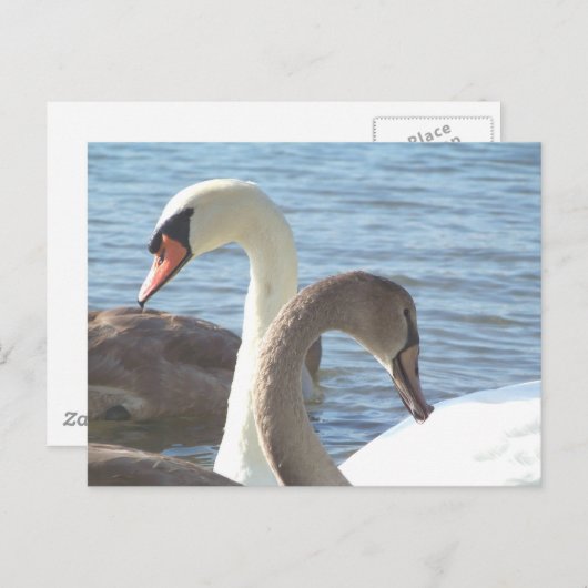 Swans Briefkaart (Voorkant / Achterkant)