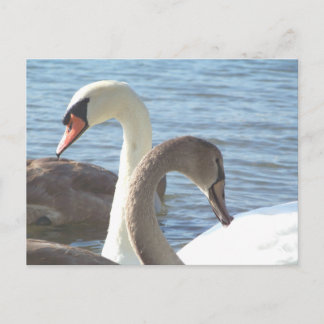 Swans Briefkaart