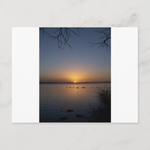 Swans Briefkaart