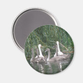 SWans en cygnets Magnet (Voorkant / Achterkant)