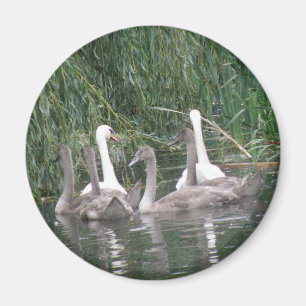 SWans en cygnets Magnet