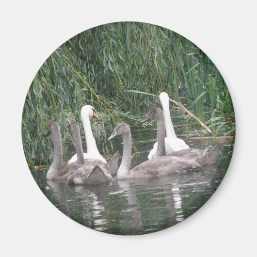 SWans en cygnets Magnet (Voorkant)