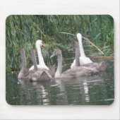 Swans en Cygnets Mousepad Muismat (Voorkant)
