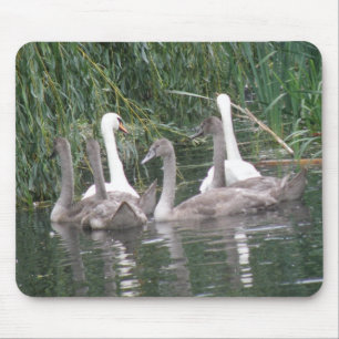 Swans en Cygnets Mousepad Muismat