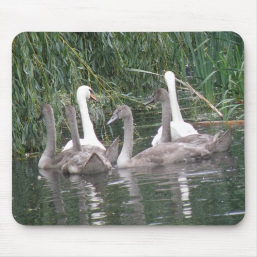 Swans en Cygnets Mousepad Muismat (Voorkant)