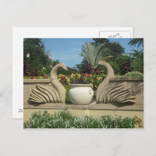 Swans Guarding Hollis Gardens Briefkaart (Voorkant / Achterkant)