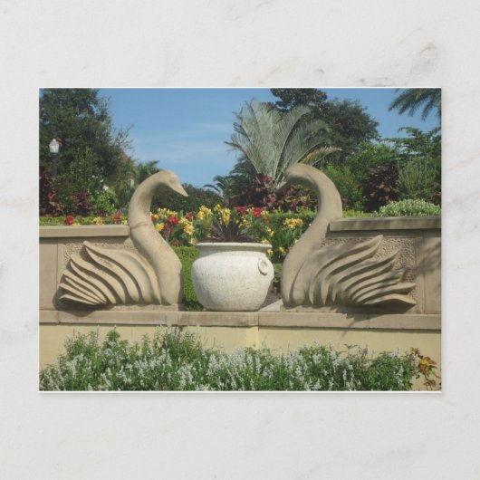 Swans Guarding Hollis Gardens Briefkaart (Voorkant)
