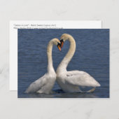 Swans in Love Briefkaart (Voorkant / Achterkant)