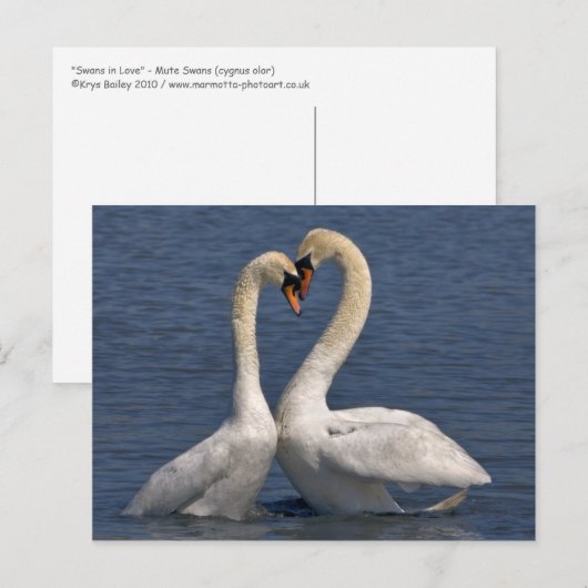 Swans in Love Briefkaart (Voorkant / Achterkant)