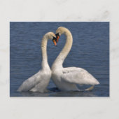 Swans in Love Briefkaart (Voorkant)