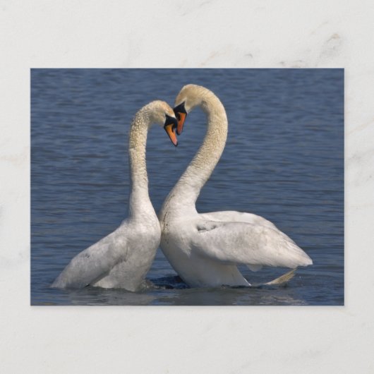 Swans in Love Briefkaart (Voorkant)
