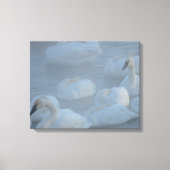 Swans in Morning Fog - Wilde Fotografie Canvas Afdruk (Voorkant)