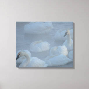 Swans in Morning Fog - Wilde Fotografie Canvas Afdruk