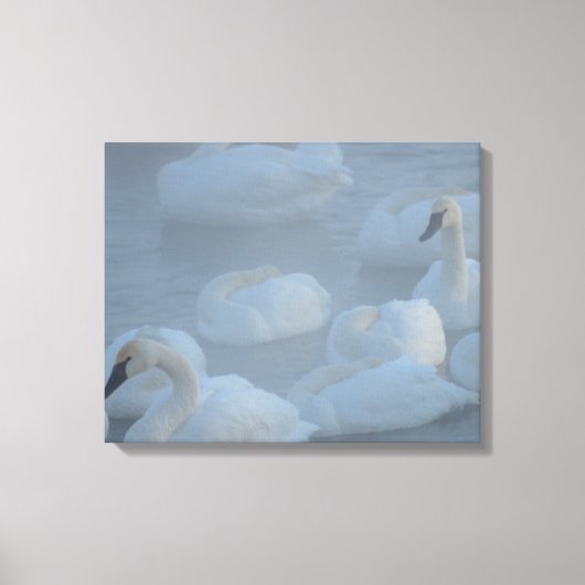 Swans in Morning Fog - Wilde Fotografie Canvas Afdruk (Voorkant)