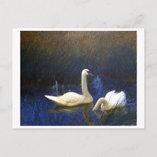 Swans in Reeds (1907) door Bruno Liljefors Briefkaart (Voorkant)