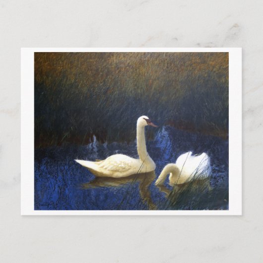 Swans in Reeds (1907) door Bruno Liljefors. Briefkaart (Voorkant)
