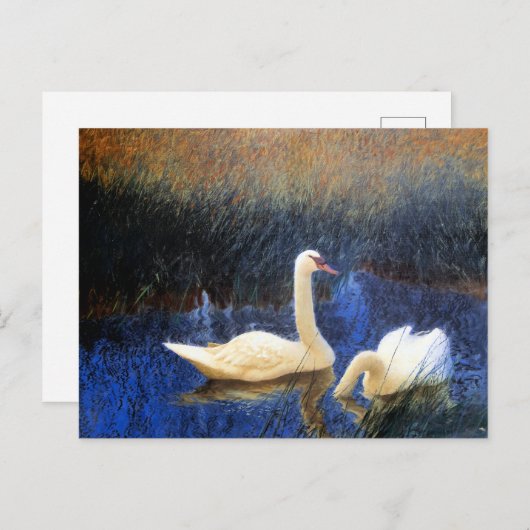 Swans in Reeds door Bruno Liljefors Briefkaart (Voorkant / Achterkant)