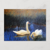 Swans in Reeds door Bruno Liljefors Briefkaart (Voorkant)