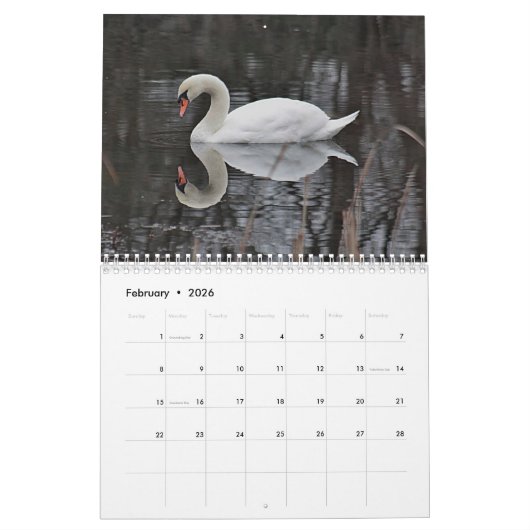 Swans Kalender (Feb 2026)