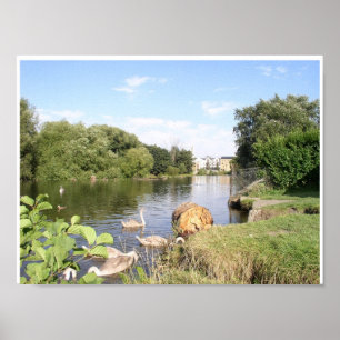 Swans on River Liffey Dublin Ierland Poster