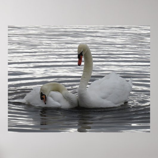 Swans Poster (Voorkant)