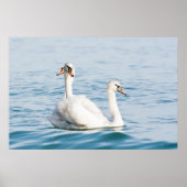 Swans Poster (Voorkant)
