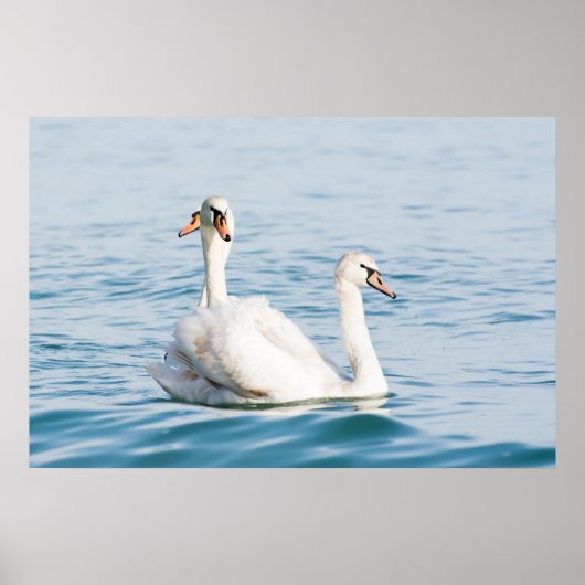 Swans Poster (Voorkant)