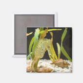 Swaying Seahorse - magneet (Voorkant / Achterkant)