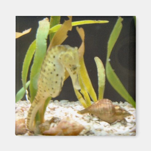 Swaying Seahorse - magneet (Voorkant)