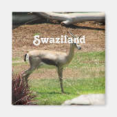Swaziland Gazelle Magneet (Voorkant)