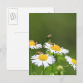 Sweat Bee Briefkaart (Voorkant / Achterkant)