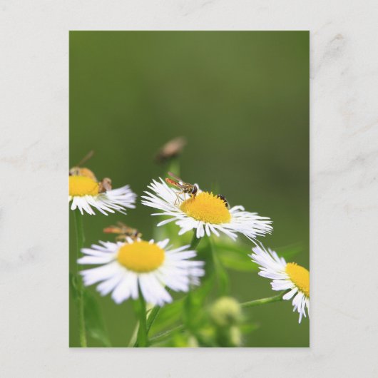 Sweat Bee Briefkaart (Voorkant)