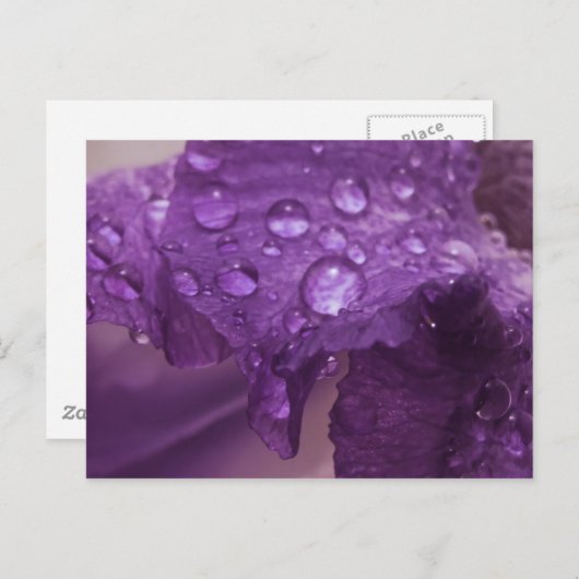 Sweaty Iris Briefkaart (Voorkant / Achterkant)