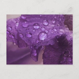 Sweaty Iris Briefkaart