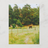 Swedish Countryside Briefkaart (Voorkant)