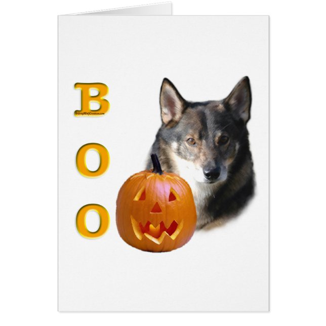 Swedish Vallhund Boo (Voorkant)